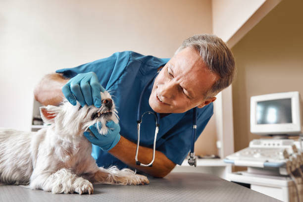 Best 24-Hour Emergency Dental Care in Pleasant Hill, MS